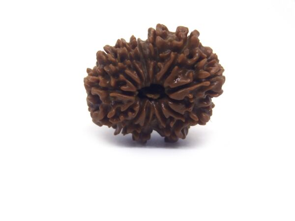 12 Face Rudraksha ( Big )