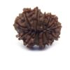 12 Face Rudraksha ( Big )