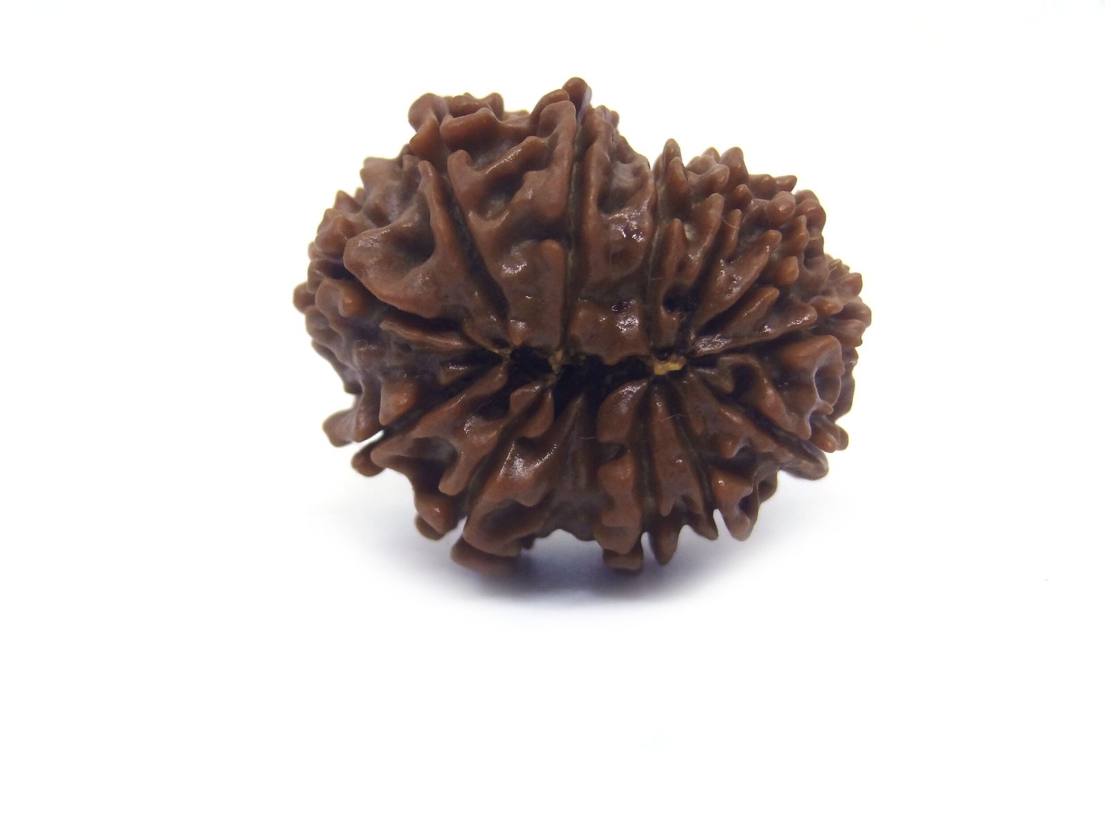 12 Mukhi Rudraksha ( Big ) 12 Face Rudraksha ( Big )