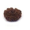 12 Face Rudraksha ( Big )