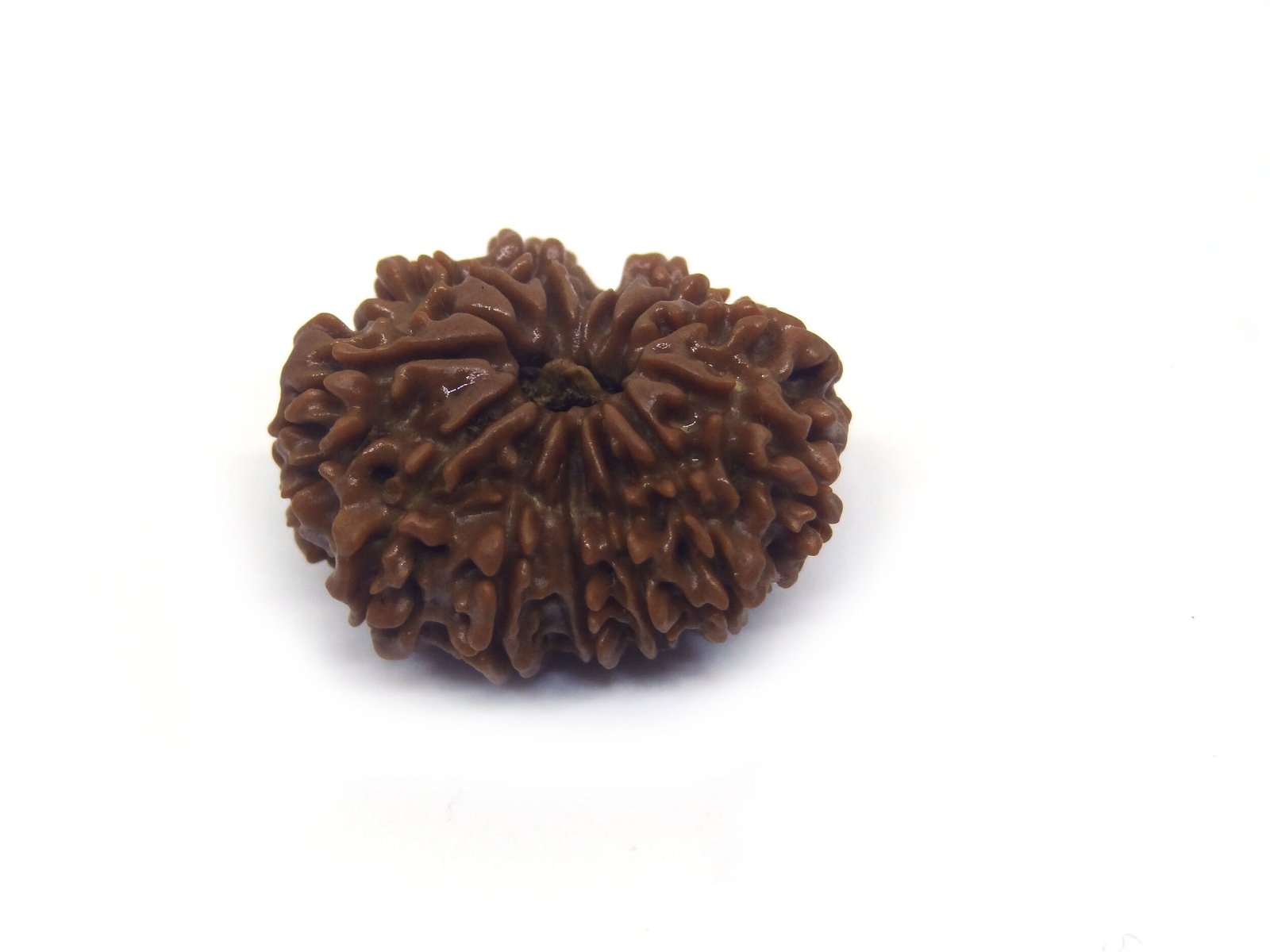 12 Mukhi Rudraksha ( Big ) 12 Face Rudraksha ( Big )