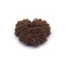 12 Face Rudraksha ( Big )