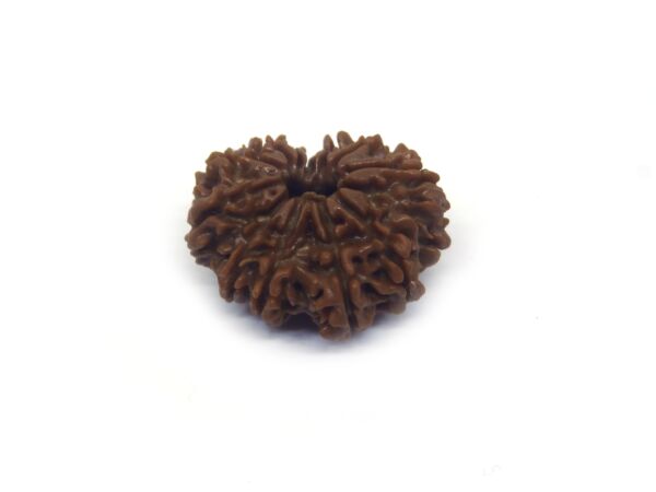 12 Face Rudraksha ( Big )