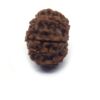 12 Face Rudraksha ( Big )