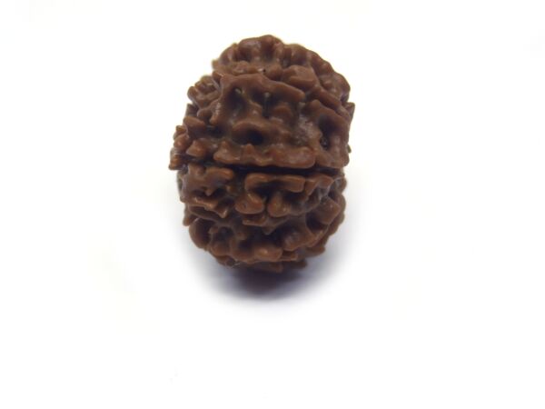 12 Face Rudraksha ( Big )