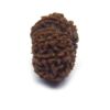 12 Face Rudraksha ( Big )