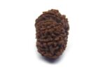 12 Face Rudraksha ( Big )