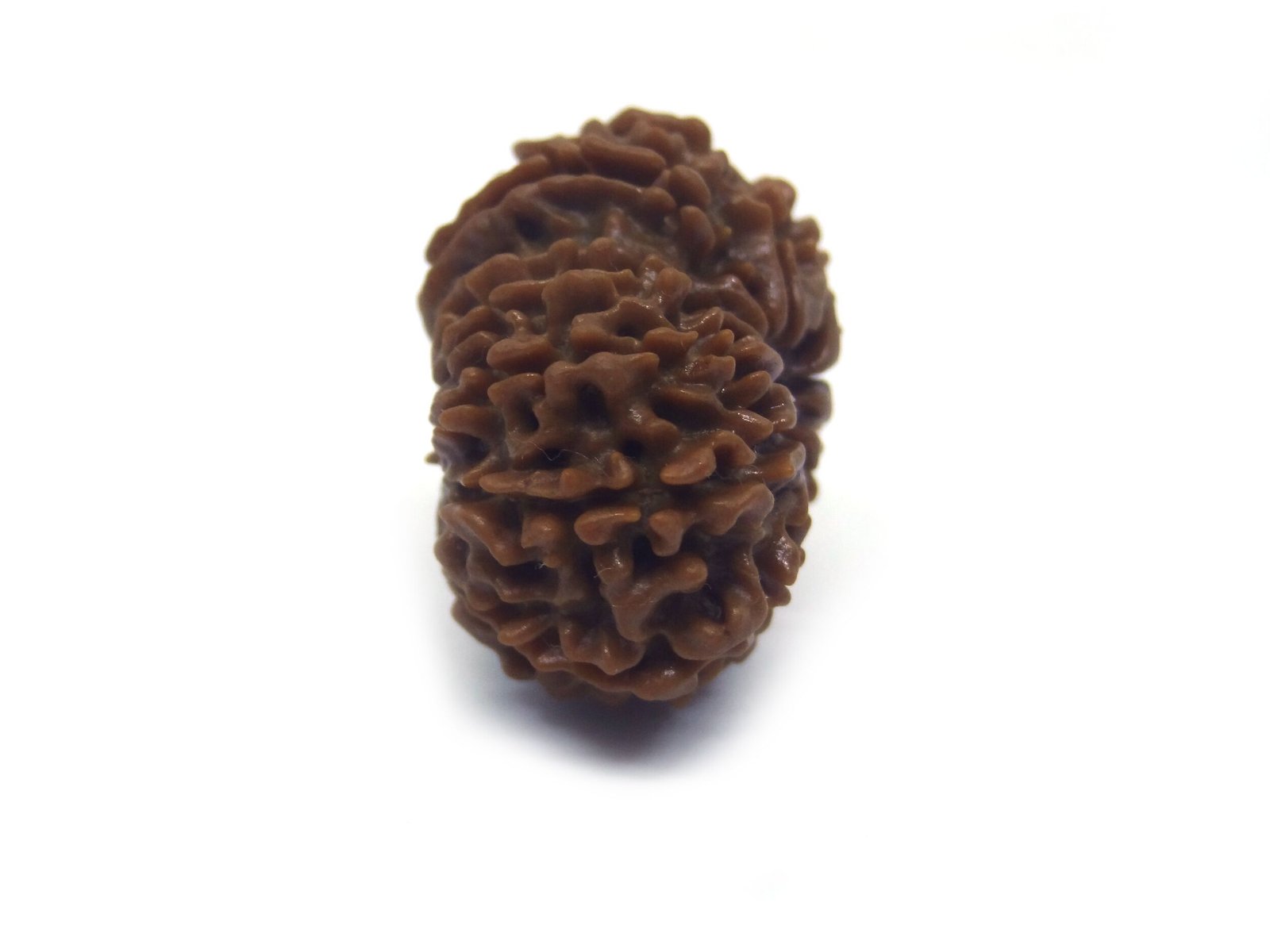 12 Mukhi Rudraksha ( Big ) 12 Face Rudraksha ( Big )