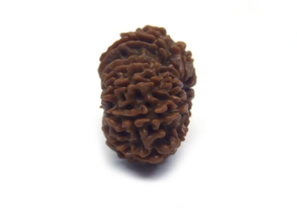 12 Face Rudraksha ( Big )