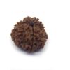 12 Face Rudraksha ( Big )