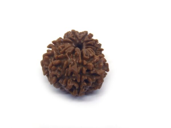 12 Face Rudraksha ( Big )