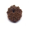 12 Face Rudraksha ( Big )