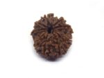 12 Face Rudraksha ( Big )