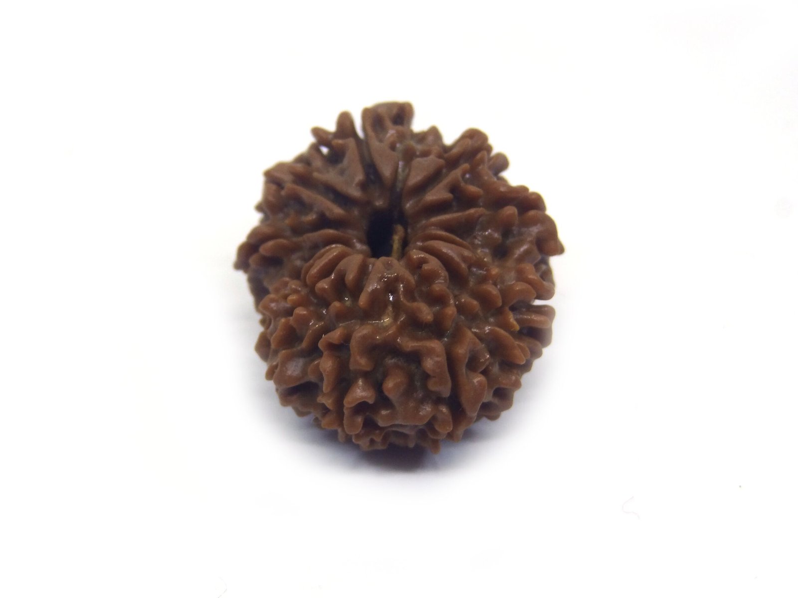 12 Mukhi Rudraksha ( Big ) 12 Face Rudraksha ( Big )