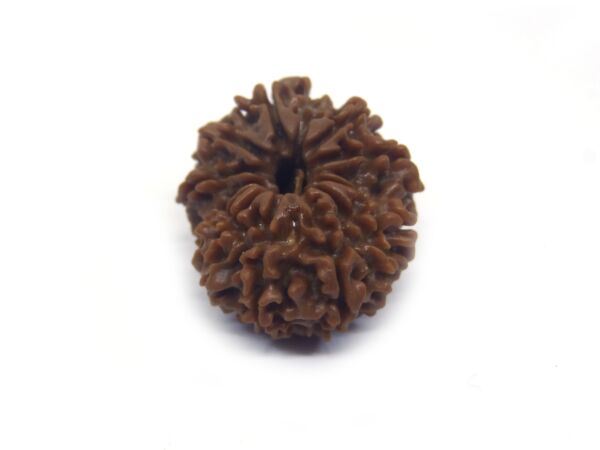 12 Face Rudraksha ( Big )