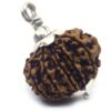 12 Mukhi Rudraksha 3