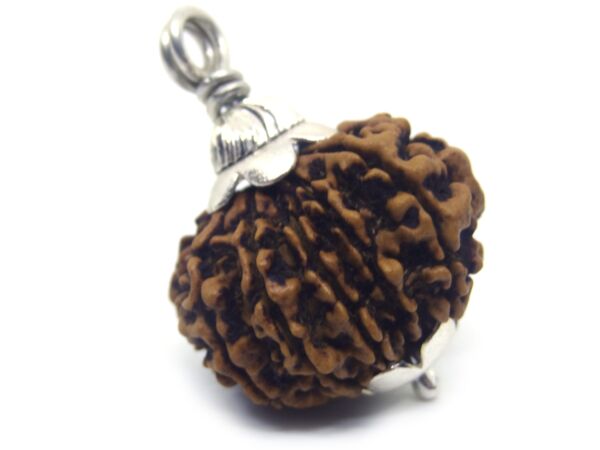 12 Mukhi Rudraksha 3