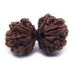 Gauri Shankar Rudraksha ( Big Size ) Nepali Lab Certified