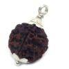 6 Mukhi Rudraksha in Silver Cap ( Big Size ) ( Nepal Origin )