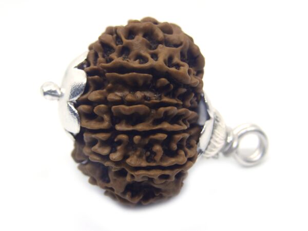 13 Mukhi Rudraksha 3