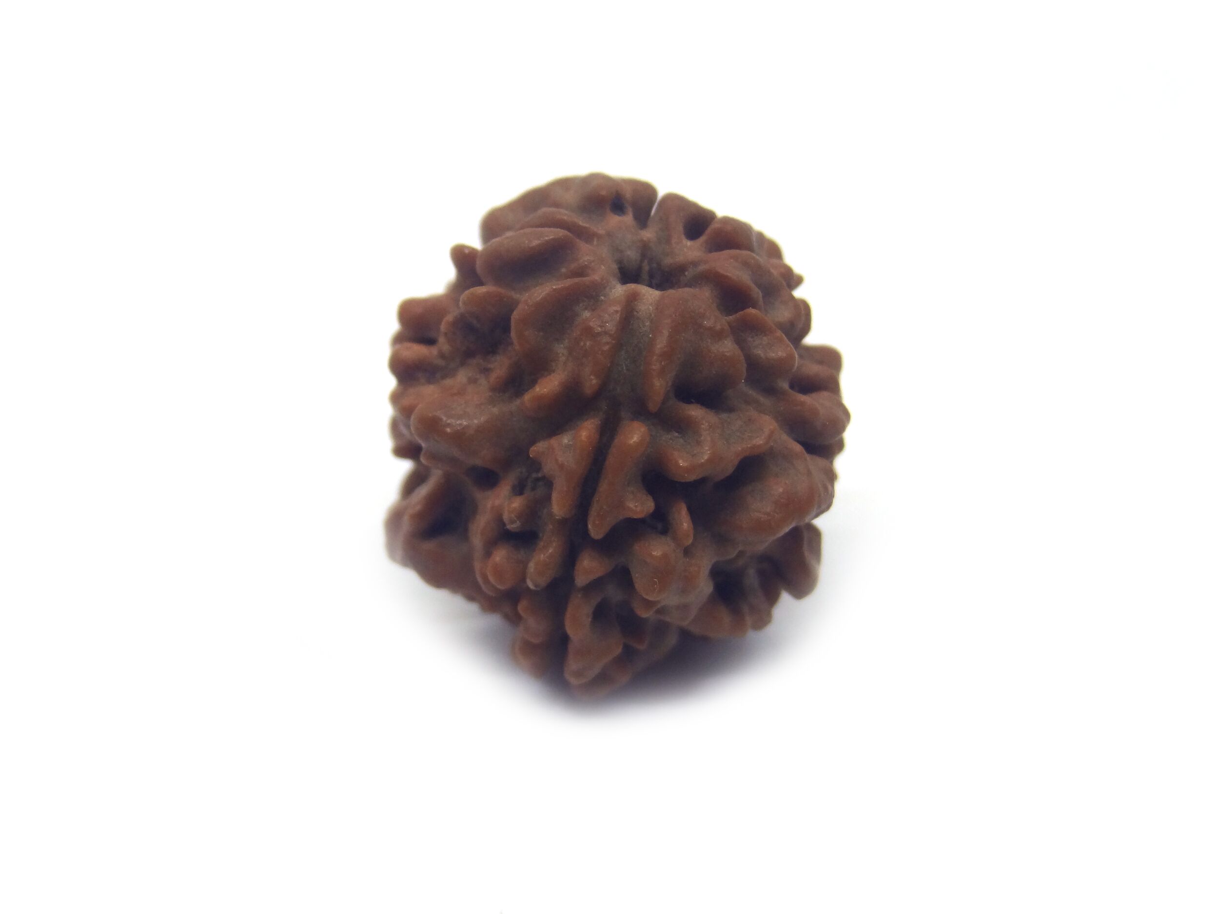 1 Mukhi Rudraksha Round Nepali Lab Certified Himalaya Rudraksha Kendra