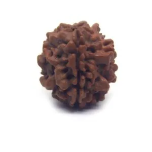 1 Mukhi Rudraksha 3