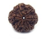 6 Mukhi Rudraksha Nepali ( Big Size ) Lab Certified
