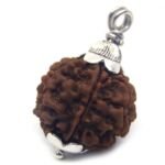 7 Mukhi Rudraksha 3