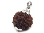 7 Mukhi Rudraksha 3