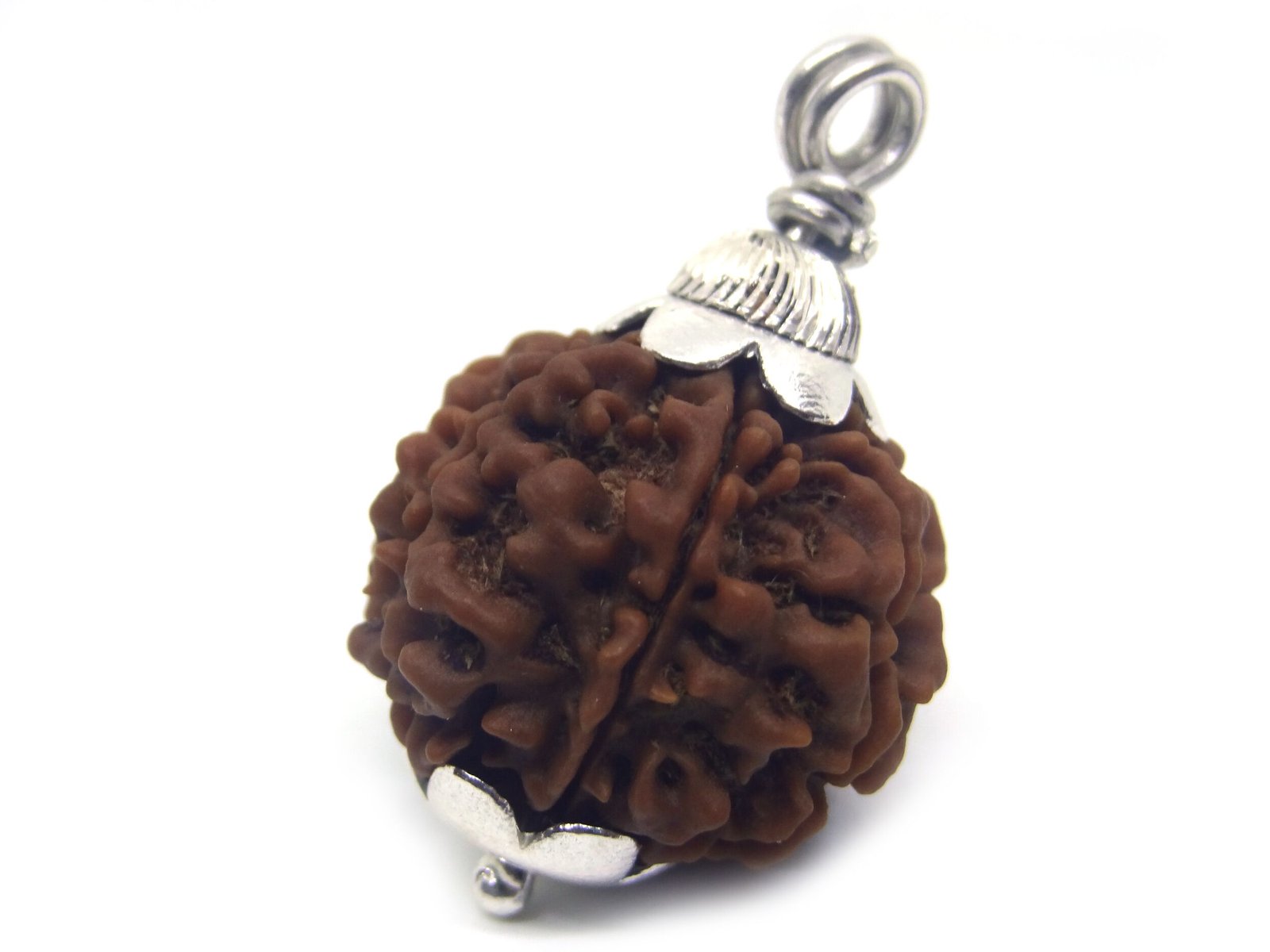 7 Mukhi Rudraksha 3 7 Mukhi Rudraksha 3