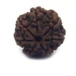 7 Mukhi Rudraksha 4
