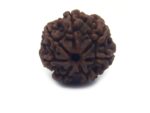 7 Mukhi Rudraksha 4