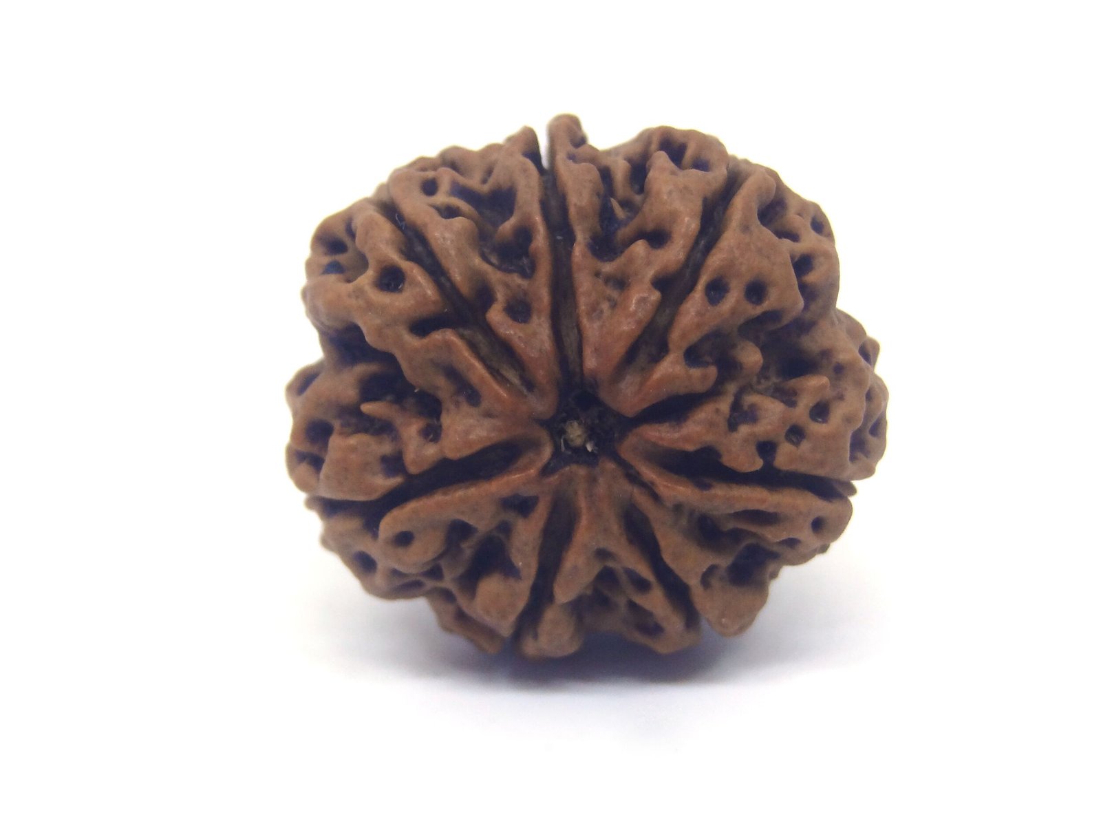 7 Mukhi Rudraksha ( Very Big ) 7 Face Rudraksha Very Big