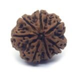7 Face Rudraksha Very Big