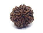 7 Face Rudraksha Very Big