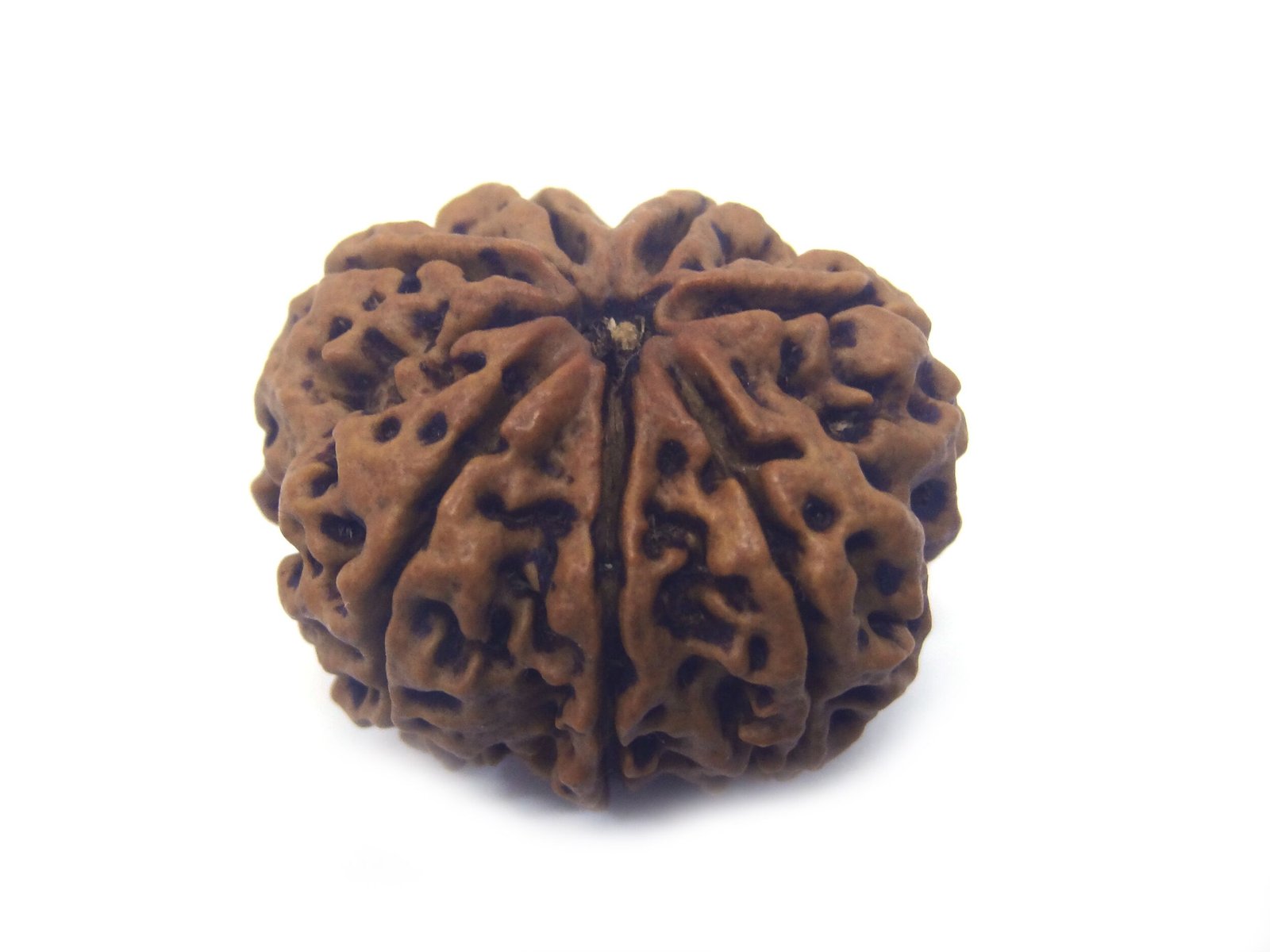 7 Mukhi Rudraksha ( Very Big ) 7 Face Rudraksha Very Big