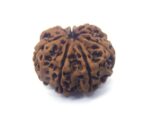7 Face Rudraksha Very Big