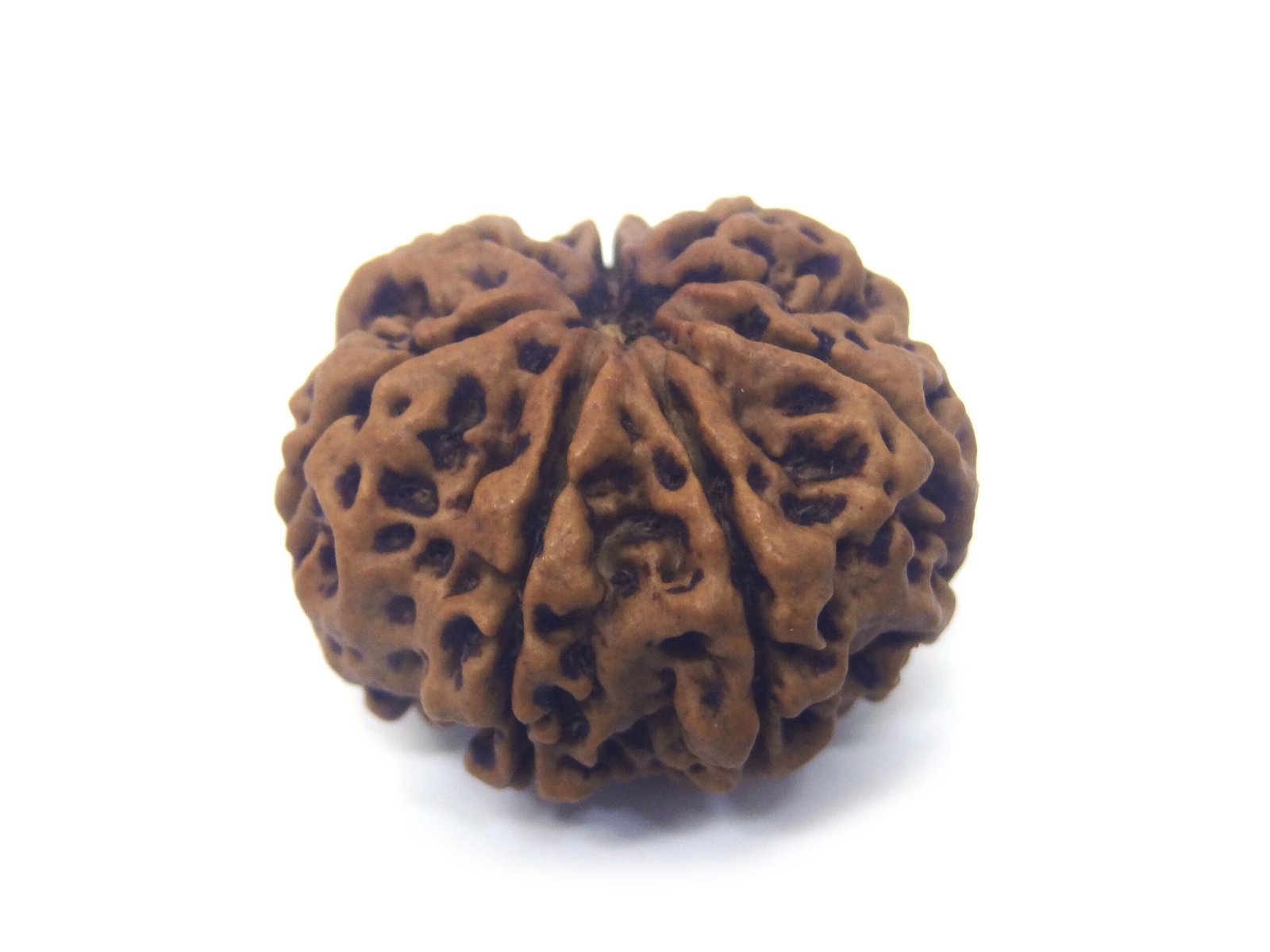 7 Mukhi Rudraksha ( Very Big ) 7 Face Rudraksha Very Big