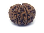 7 Face Rudraksha Very Big