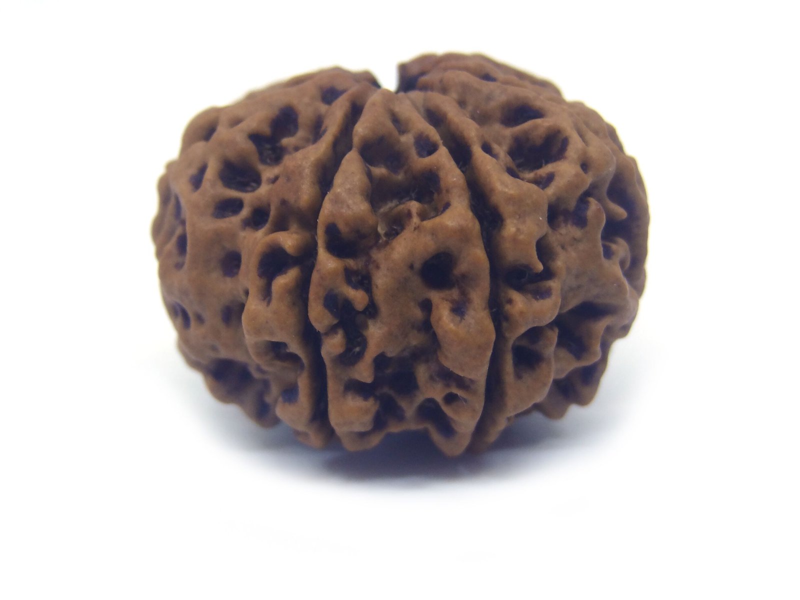 7 Mukhi Rudraksha ( Very Big ) 7 Face Rudraksha Very Big