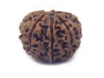 7 Face Rudraksha Very Big