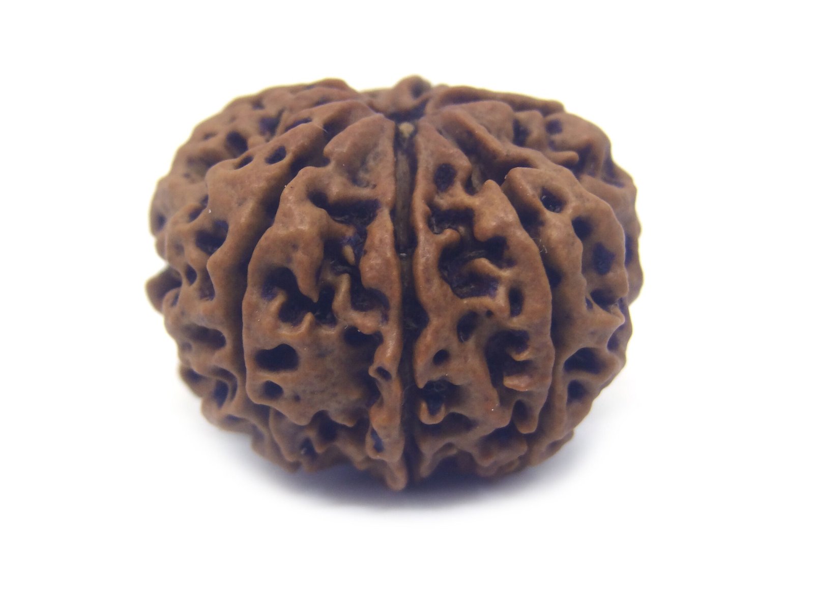 7 Mukhi Rudraksha ( Very Big ) 7 Face Rudraksha Very Big