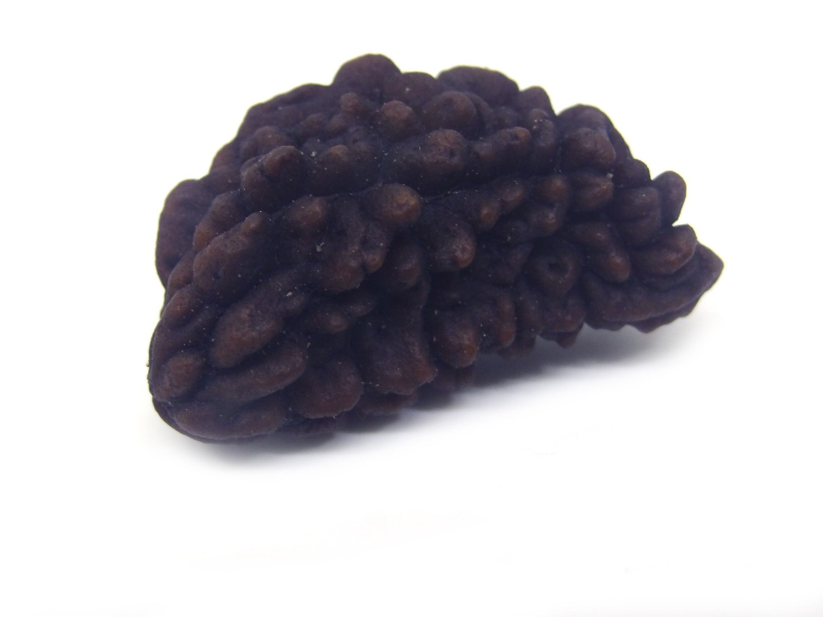 1 Mukhi Rudraksha 5