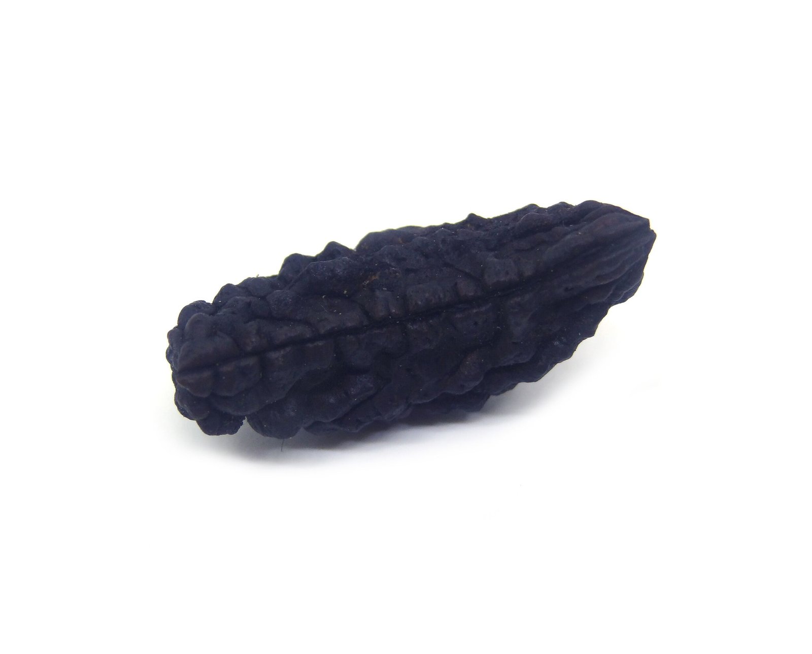 1 Mukhi Nepali Rudraksha 1 Mukhi Nepali Very Big Size