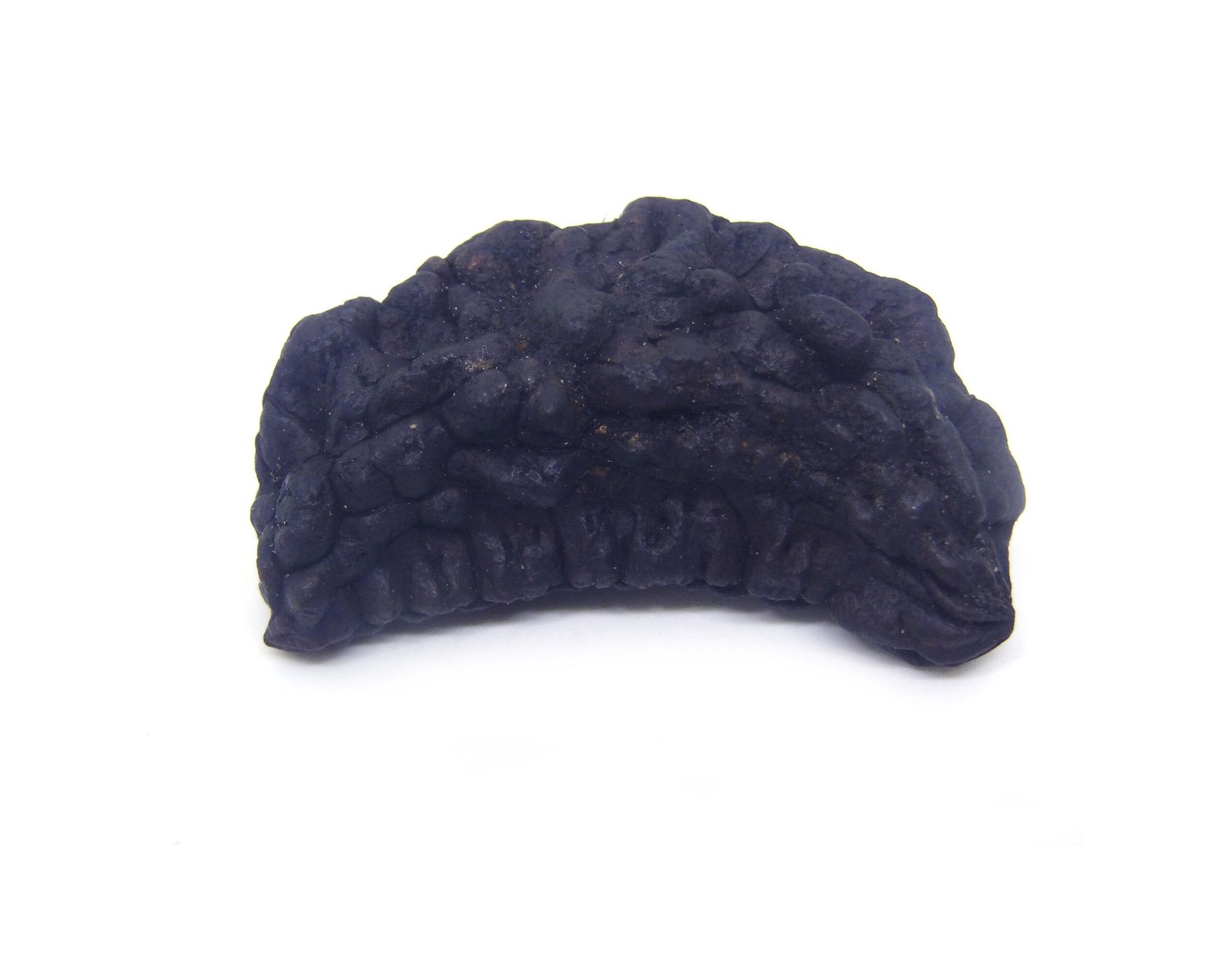 1 Mukhi Nepali Rudraksha 1 Mukhi Nepali Very Big Size