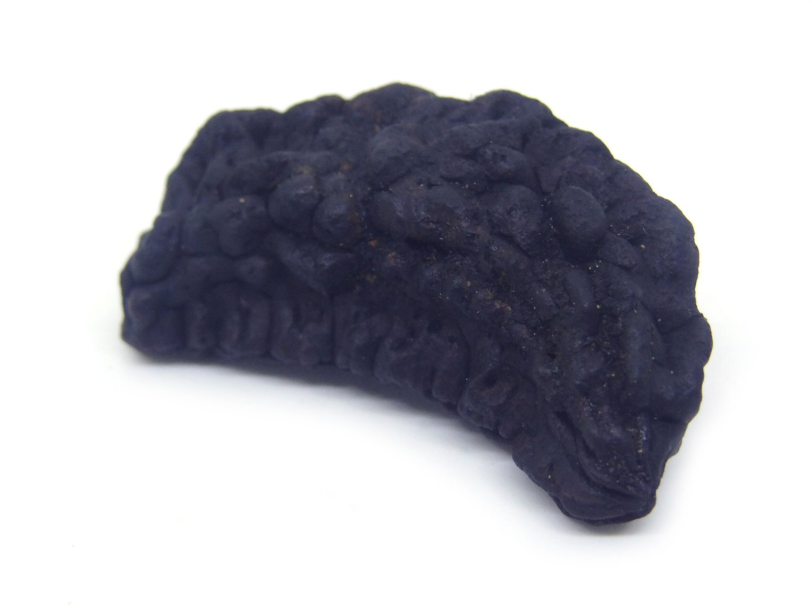 1 Mukhi Nepali Rudraksha 1 Mukhi Nepali Very Big Size