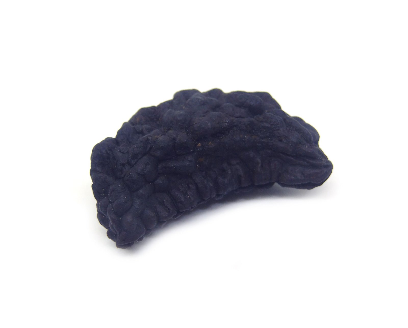 1 Mukhi Nepali Rudraksha 1 Mukhi Nepali Very Big Size