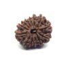 Thirteen Mukhi Rudraksha Nepali Big Size