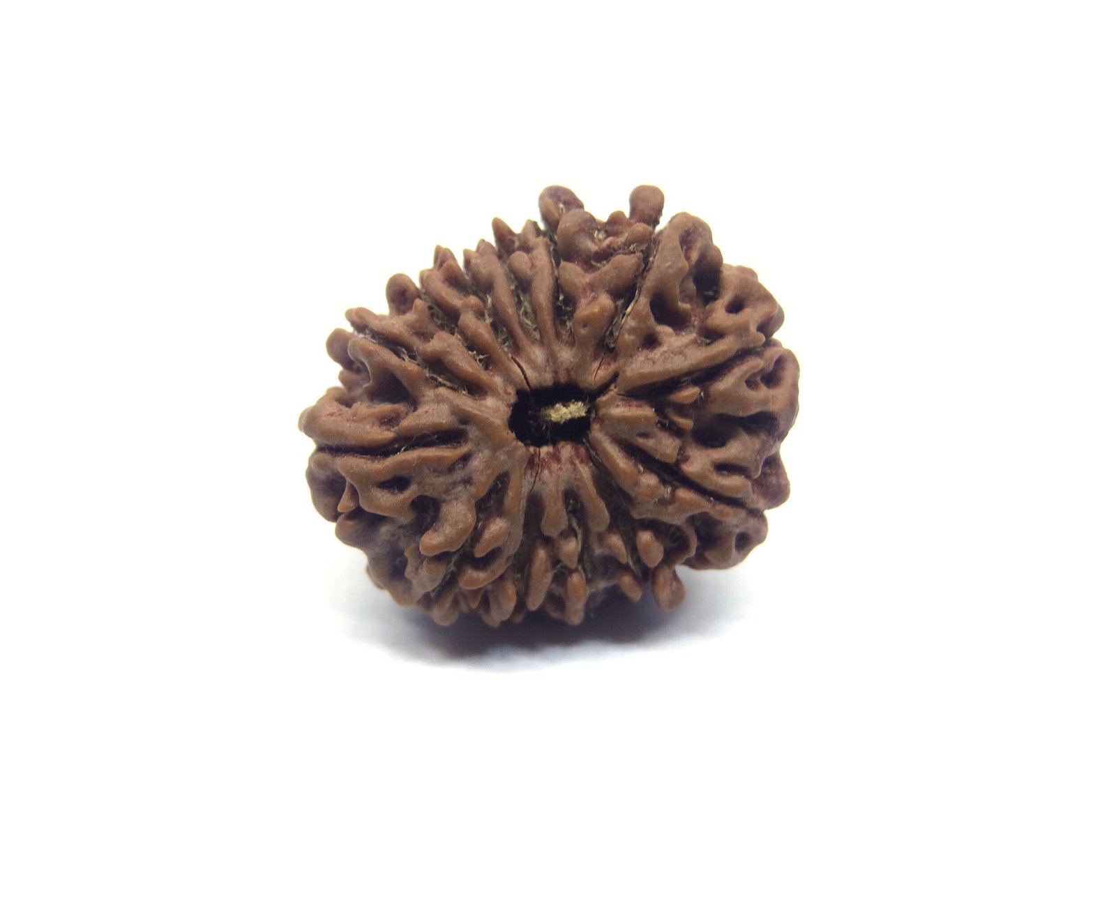 13 Mukhi Rudraksha Nepali Big Size Thirteen Mukhi Rudraksha Nepali Big Size