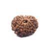 Thirteen Mukhi Rudraksha Nepali Big Size